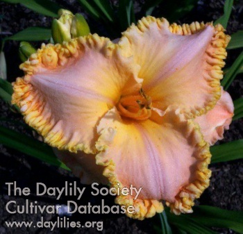 Daylily The Queen of Sharon